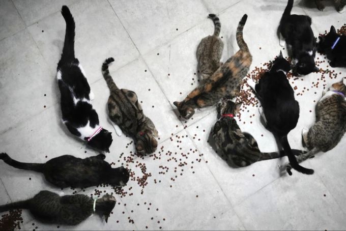 Es soll «regelrecht vor Katzen gewuselt» haben. (Symbolbild) Katzen fressen