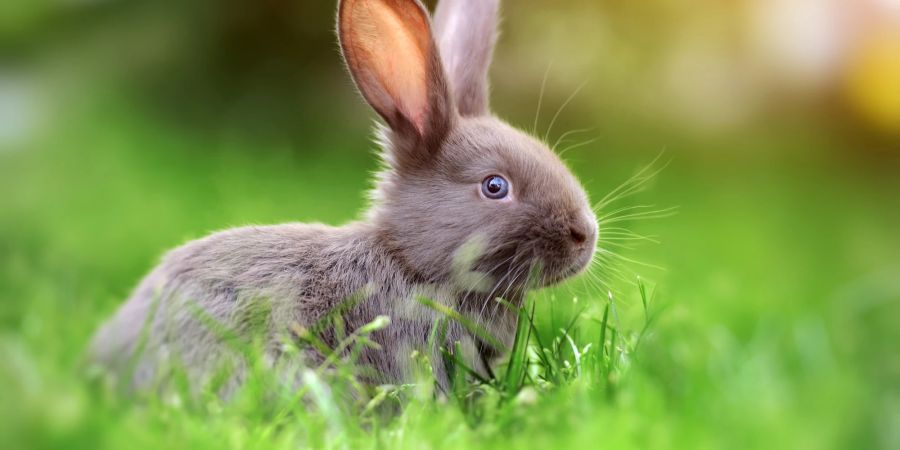 Wenn Kaninchen im Haus leben, sollte ihr Lebensraum ihnen ausreichend Platz bieten.