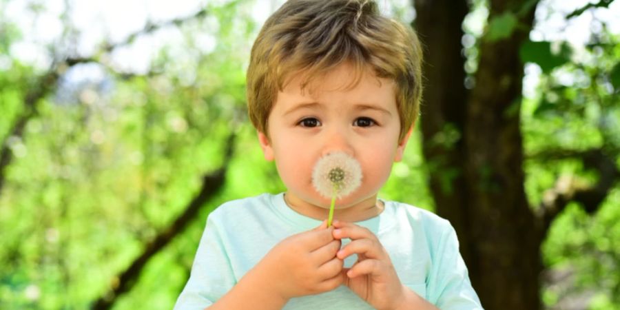 Junge Pusteblume Pollen Sommer Garten