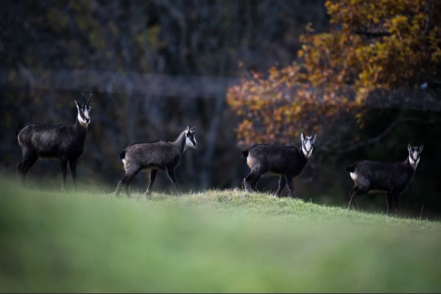 Gämse können an der Gämsblindheit erkranken und je nach Grad der Erkrankung sind die Tiere in ihrem Sehvermögen stark eingeschränkt oder vollständig erblindet.