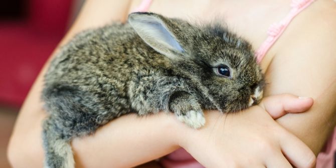Kaninchen auf dem Arm eines Mädchens