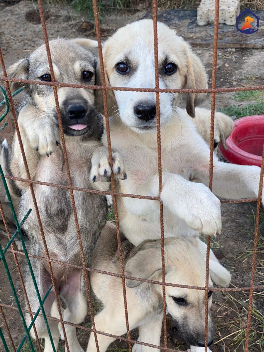 Über 120 Hunde befinden sich derzeit in dem Hundeheim – das Futter reicht jedoch aktuell nur für 40.
