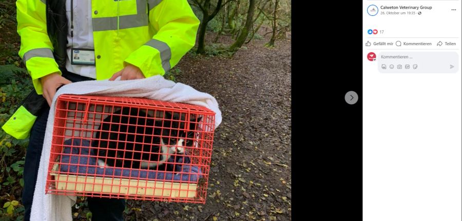 Kater Mowgli fiel in einen 30 Meter tiefen Minenschacht und galt sechs Tage als vermisst.