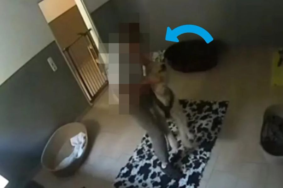 Auf den Videos der Überwachungskamera sieht man den gewaltvollen Umgang des Mannes mit den Hunden.