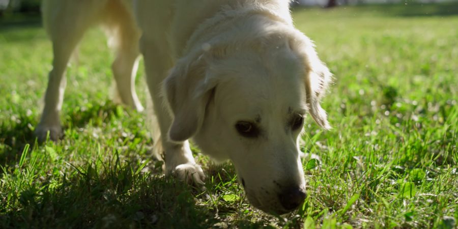 Hund schnüffelt auf Wiese