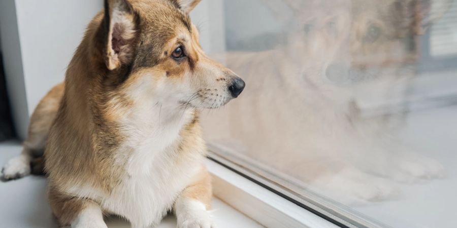 Hund am Fenster