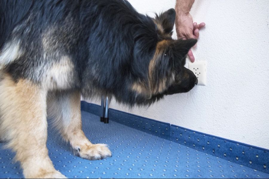 Bei einem Bettwanzen-Befall sollte ein Schädlingsbekämpfer gerufen werden. Auch Spürhunde können bei der Bekämpfung helfen. Jedoch sollte man die Bettwanzen nicht mit Insektenspray bekämpft