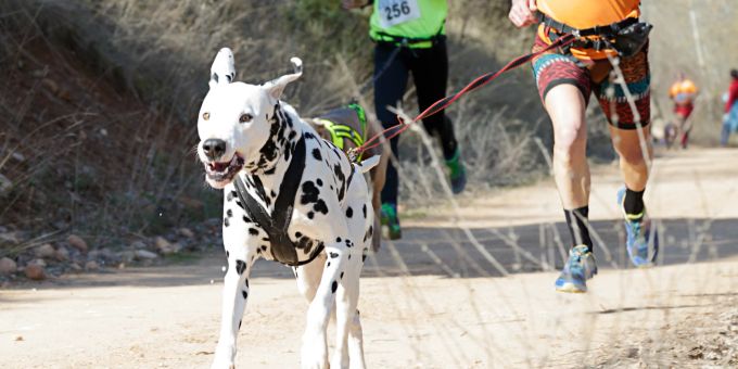 Auch der Dalmatiner ist ein idealer Begleiter für den Laufsport. Dalmatiner rennt