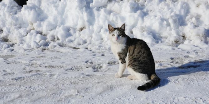 Eine Strassenkatze im Winter