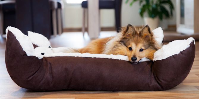 Hund im Hundebett