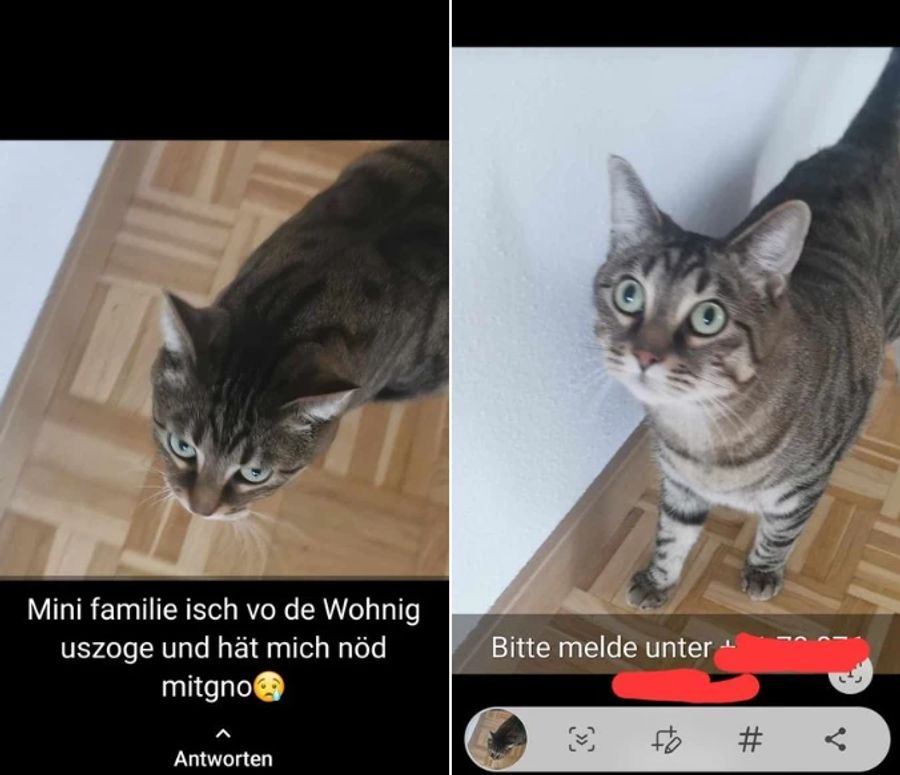 «Meine Familie ist aus der Wohnung ausgezogen und hat mich nicht mitgenommen», schreibt eine Zürcherin zu den Fotos eines Büsis.