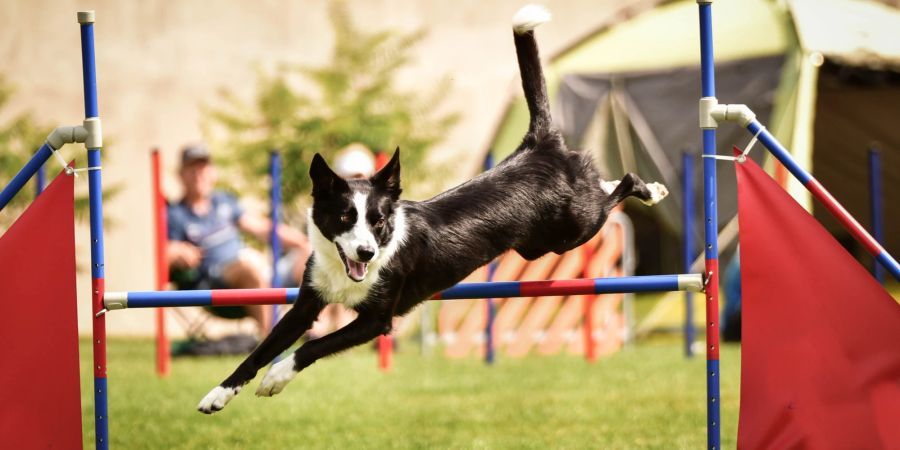 Hund beim Agility