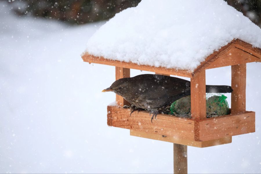 Vogel in Vogelhäuschen