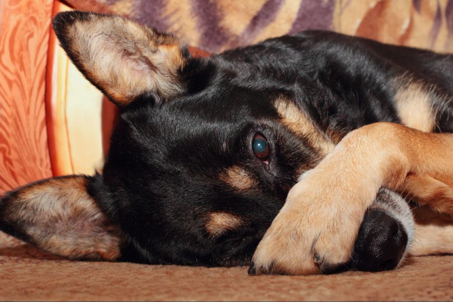 Hund, Pfote, Gesicht