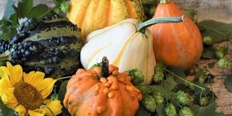 Fein! - 4 Kürbissorten mit grossen geschmacklichen Unterschieden