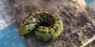 «Ganz harmlos» - Bernerin entdeckt Grusel-Tierli mit riesigem Horn