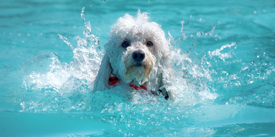 Hund im Pool