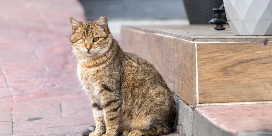 Einäugige Katze