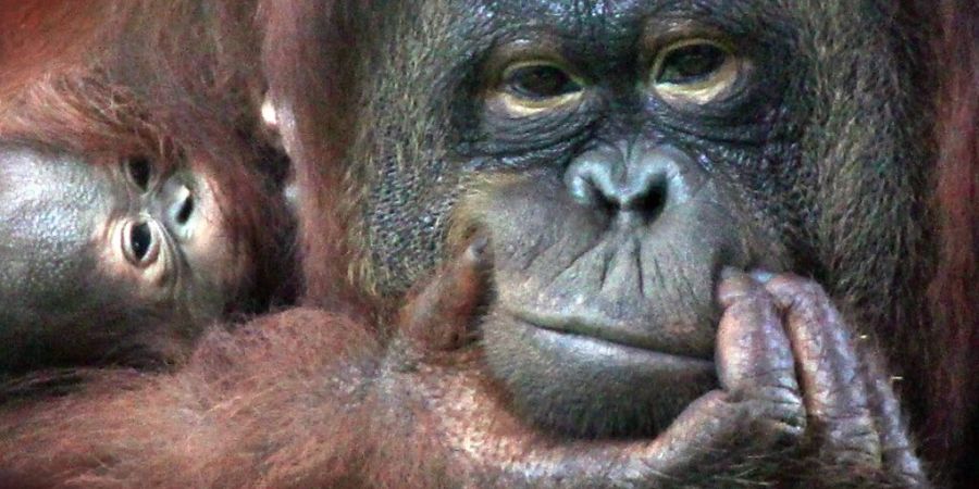 Ein Orang-Utan mit einem Neugeborenen in einem Zoo ausserhalb der sri-lankischen Metropole Colombo. (Archivbild)