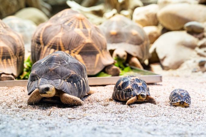 Drei unterschiedlich grosse Strahlenschildkröten im Zoo Basel schildkröten