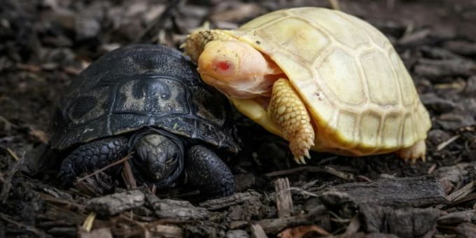 Galapagos-Riesenschildkröten im Tropiquarium von Servion. galapagos-riesenschildkröten