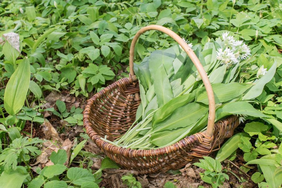 Bärlauch Korb Ernte Wald Pflanzen