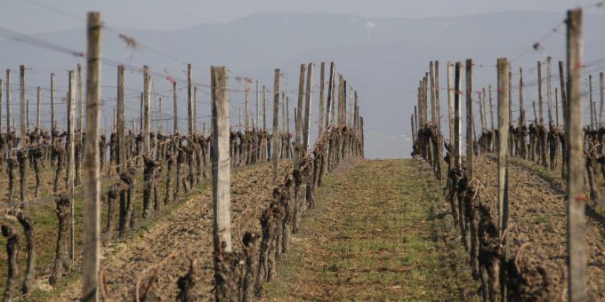 Weinberg. (Symbolbild) weinberge