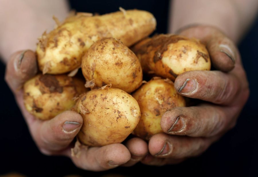 Hand Erde Frühkartoffeln gelb