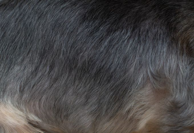 Damit es gesund bleibt, braucht es gute Pflege einschliesslich Futter: das Hundefell. Hund Fell braun glänzend