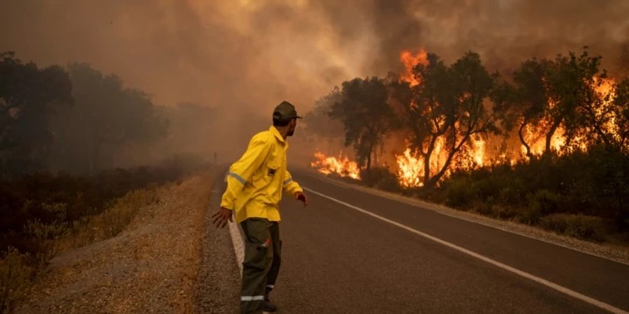 Waldbrand in der Gegend um Ksar El Kebir in Marokko