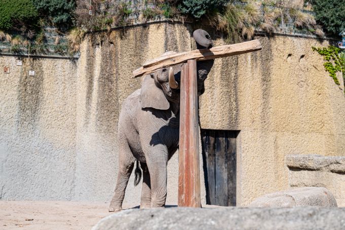 «Tusker» begeistert mit seinem Trick die Zoobesucher. tusker