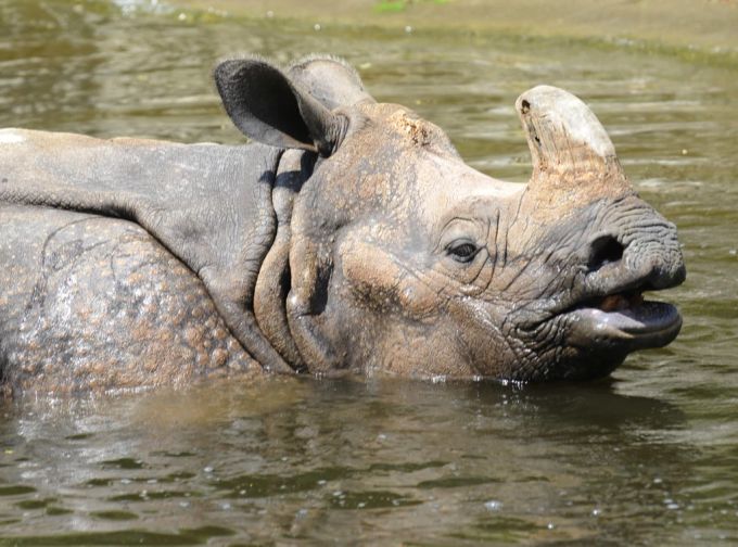 Ein Indisches Panzernashorn (Rhinoceros unicornis) kühlt sich am Mittwoch, 14. Juli 2010, in einem Wasserbecken im Zoo im Basel ab. panzernashorn
