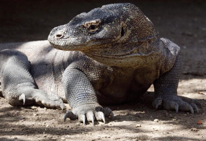 Der Komodowaran ist stark vom Aussterben bedroht. Komodowaran