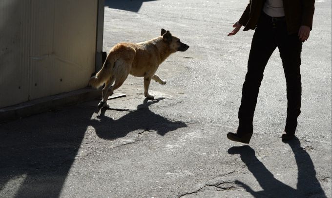 Streunende Hunde sind in der Regel freundlich. Wer etwas Abstand hält, hat nichts zu befürchten. Asphalt Sonne Mann Hund Strasse
