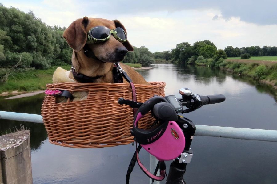 Hund Fluss Brücke Velo Korb