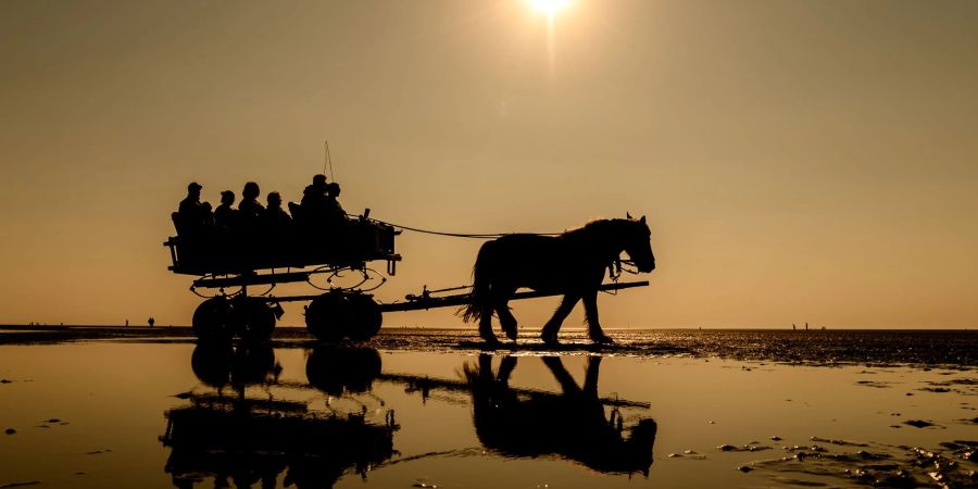 Auch künftig können Besucher per Kutsche zur Insel Neuwerk gelangen. Weil ein Priel in den letzten Jahren immer häufiger Fahrten mit dem Wattwagen oder dem Trecker verhindert hatte, wird jetzt eine neue Route genutzt.