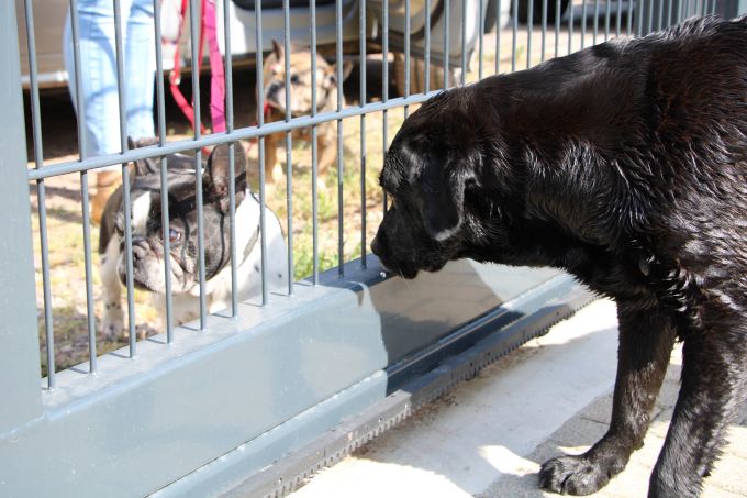 Die französischen Bulldoggen von Barbara Krauss sind in der Hundepension untergekommen. Bislang seien die beiden acht Jahre alten Hündinnen immer mitgekommen, aber eine Woche Südfrankreich sei nun zu heiss für sie. Hund Hundepension Gitter Bulldoggen