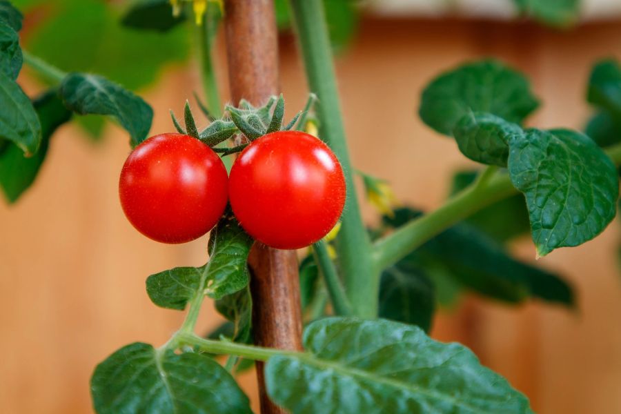 Tomate Strauch Blatt Frucht