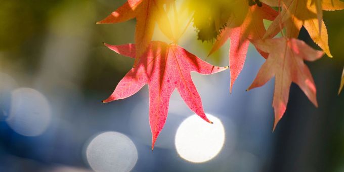 Am 23.09. ist der kalendarische Herbstanfang. herbstanfang 2022
