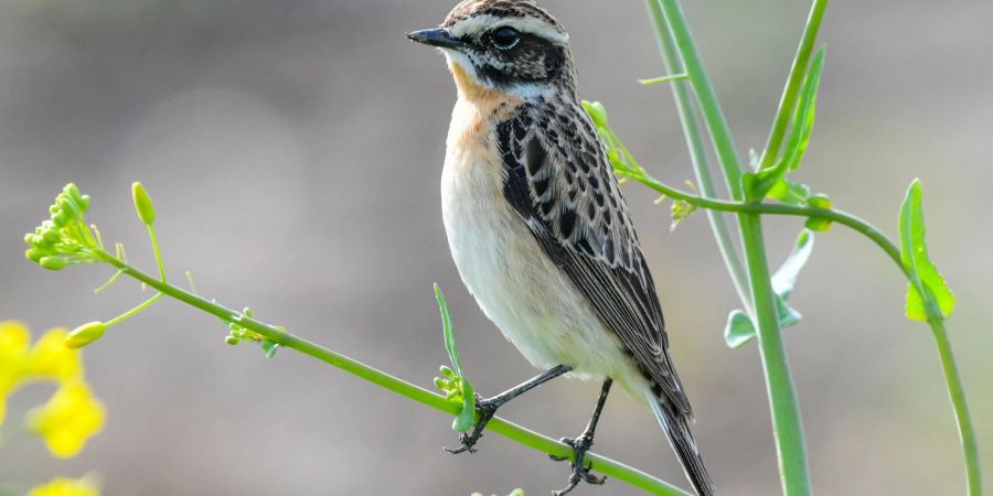 Liegt bisher mit vorn: Das selten gewordene Braunkehlchen.