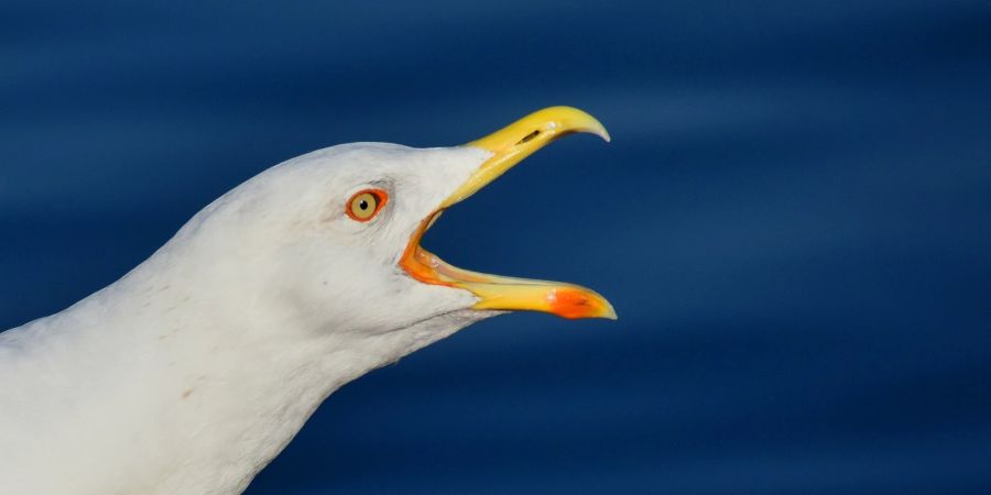 Möwe vor Wasser