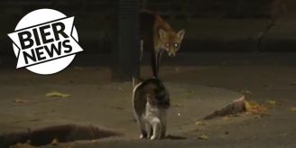 «Chief Mouser» - Kater Larry verjagt Fuchs in der Downing Street