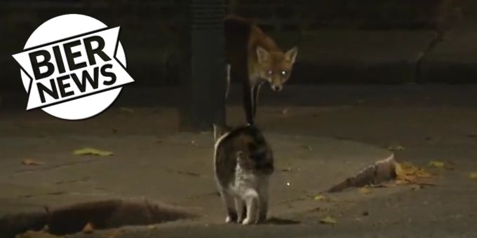 «Chief Mouser» - Kater Larry verjagt Fuchs in der Downing Street