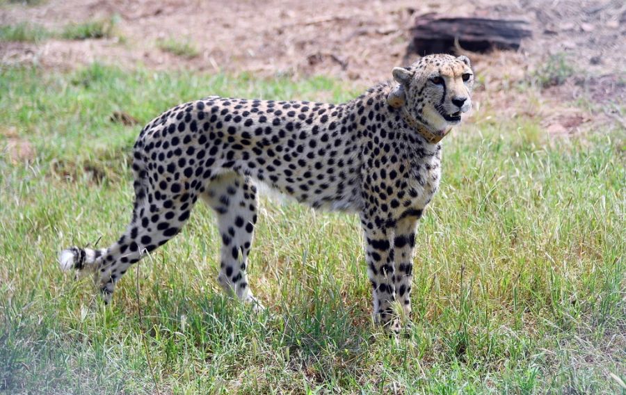 In den kommenden Jahren will Indien dutzende weitere der Tiere aus Afrika in seine Nationalparks umsiedeln.