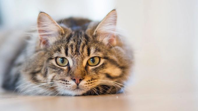 Die Schilddrüsenüberfunktion bei Katzen zeigt sich in diversen Symptomen. Katze