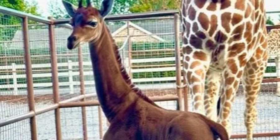 Giraffenbaby ohne Flecken