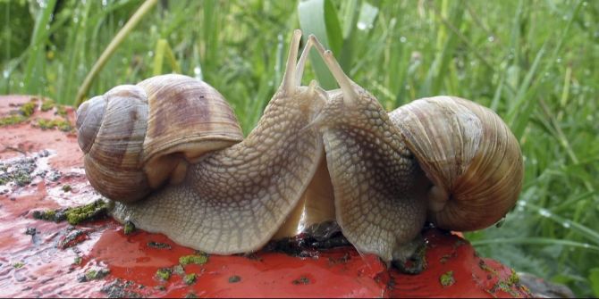 Schnecke Parlament