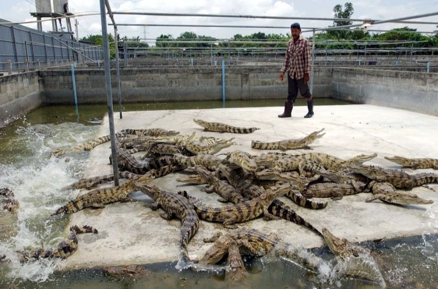 Eine Krokodilfarm in Thailand (Symbolbild).