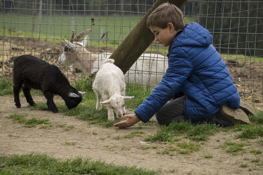 Wildtiere sollten nur in Zoos, mit der dort erhältlichen Nahrung, gefüttert werden. (Symbolbild)