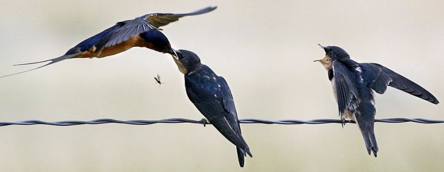 Kranke Vögel solle man in eine Pflegestation bringen. Ausser frisch ausgeflogene Jungvögel, diese solle man lassen wo man sie findet. Die Eltern füttern sie weiterhin. (Symbolbild)